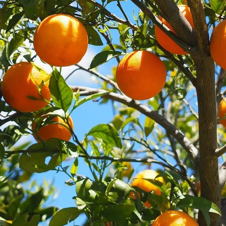 Nuovi impianti frutticoli e recupero delle colture a rischio abbandono: la Regione investe 12 milioni di euro