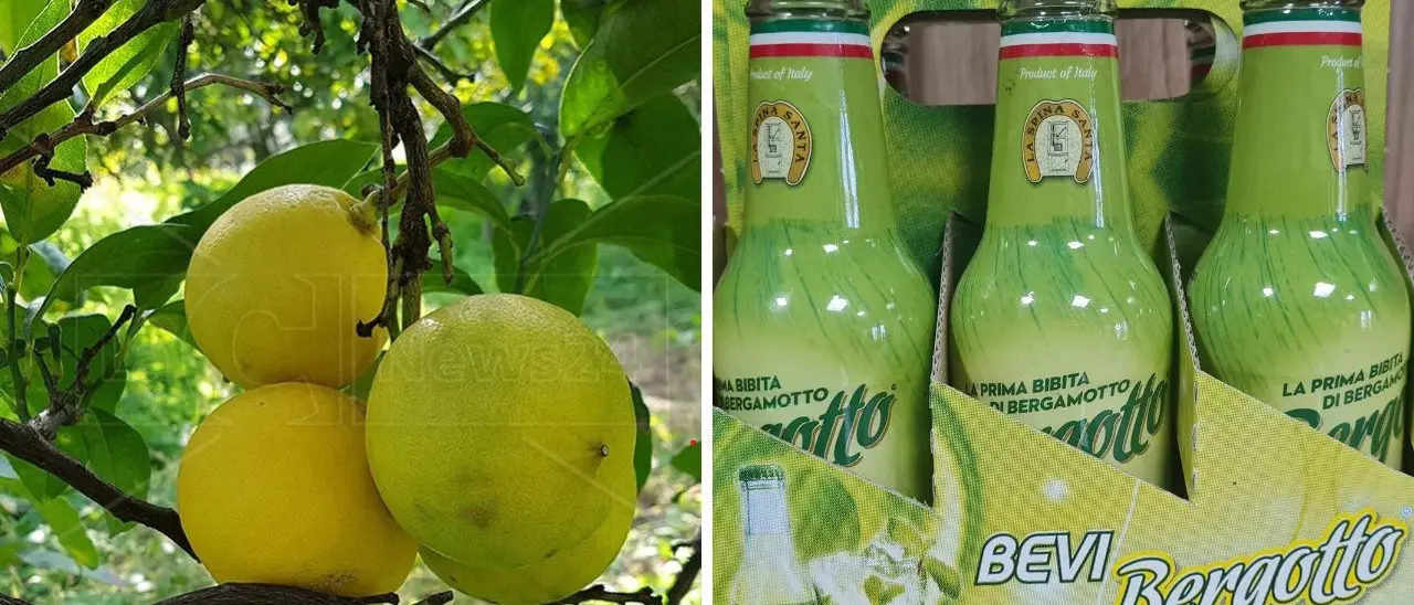 Grande successo del Bergotto nell’estate calabrese: bibita gassata che esalta i profumi dell’Imperatore degli agrumi