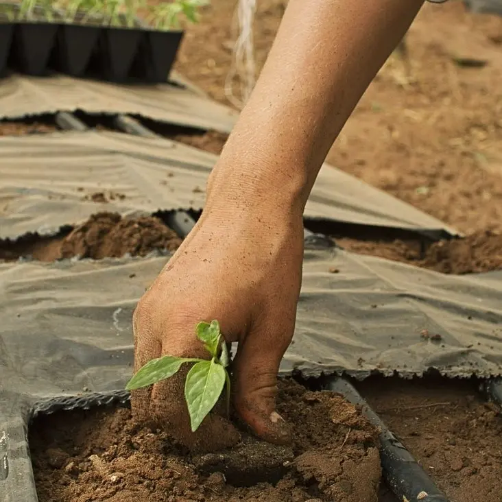 Arriva in Calabria un progetto di agricoltura sociale per il reinserimento lavorativo dei detenuti