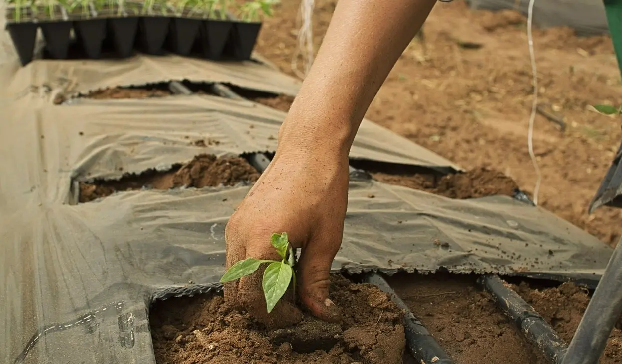 Arriva in Calabria un progetto di agricoltura sociale per il reinserimento lavorativo dei detenuti