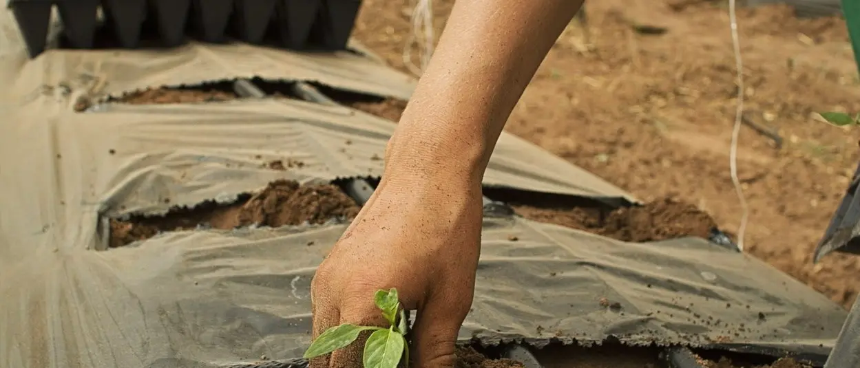 Arriva in Calabria un progetto di agricoltura sociale per il reinserimento lavorativo dei detenuti