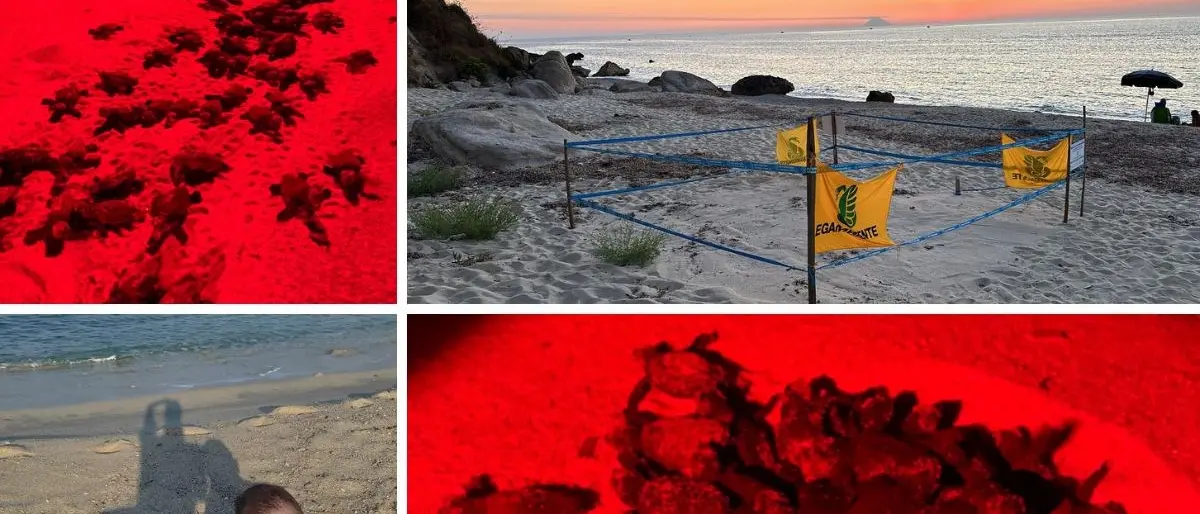 Sorpresa nel Vibonese, a Santa Domenica di Ricadi 69 tartarughine appena nate raggiungono il mare