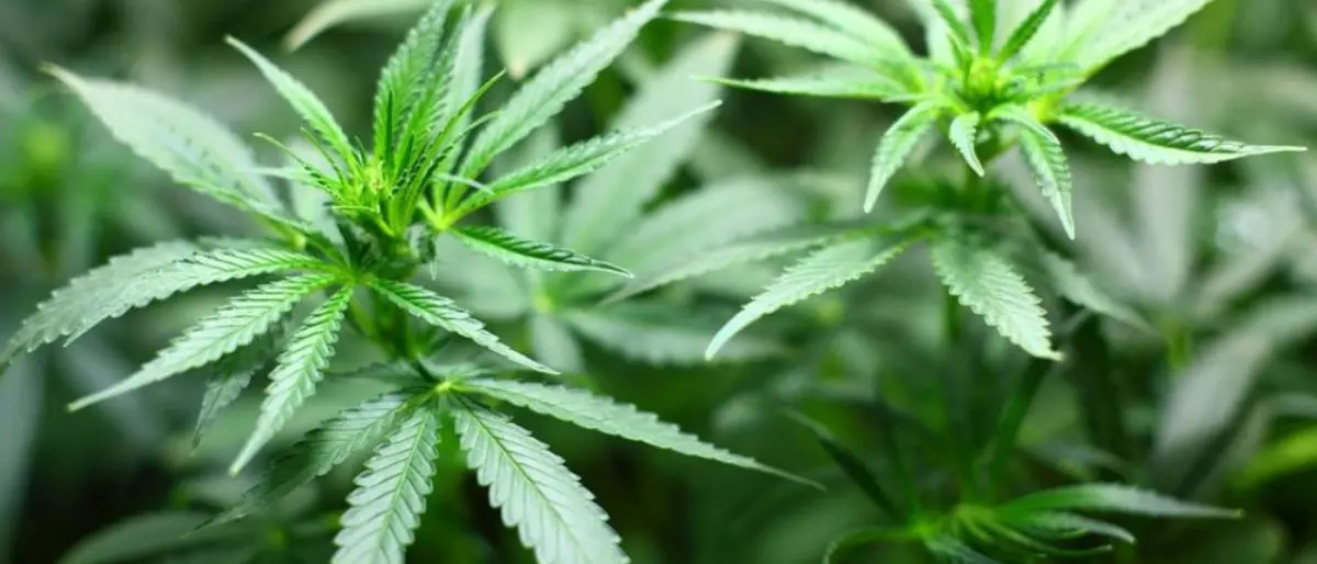 Piante di marijuana e tre fucili nascosti nelle campagne del Crotonese, scatta il sequestro