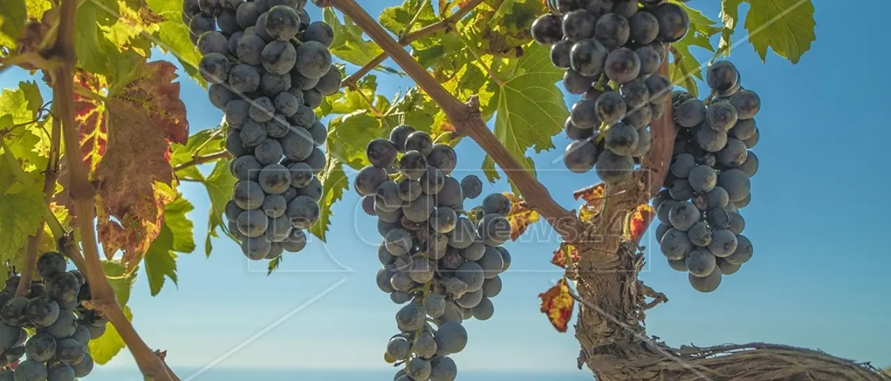 L’Alberello Enotrio, al Vinitaly in the City a Sibari la presentazione del volume di Massimo Tigani Sava