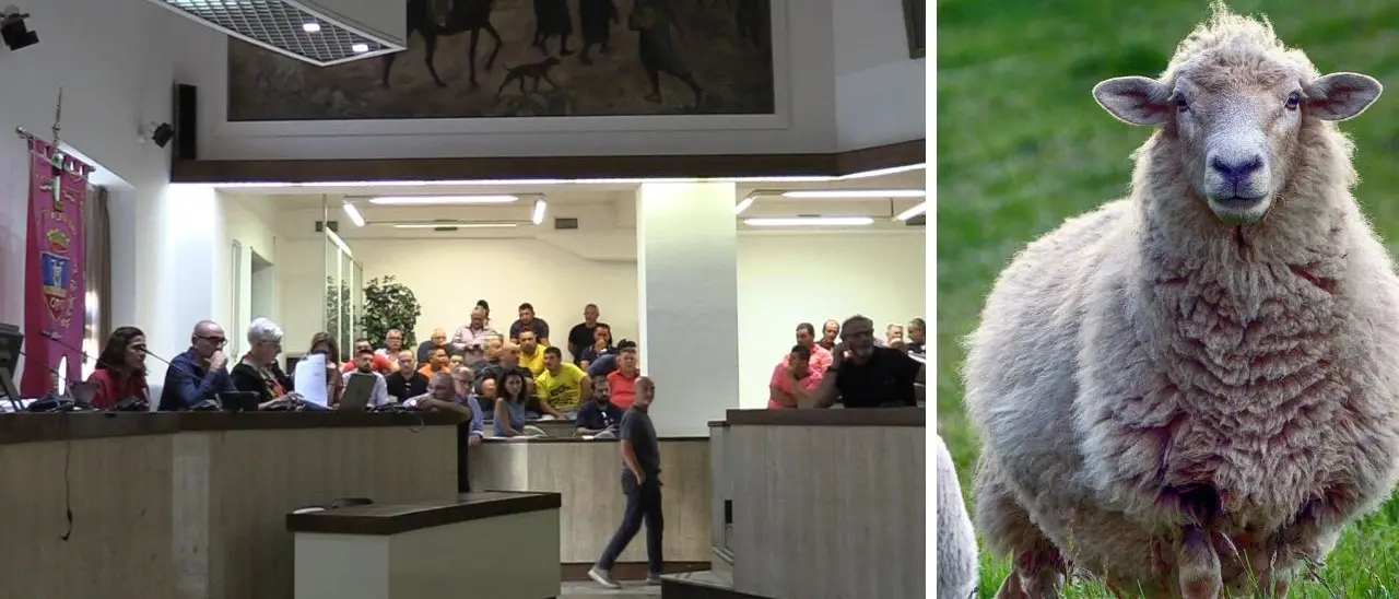 «Disinfestare e vaccinare al più presto»: il grido di aiuto per l’epidemia di Lingua blu nel Crotonese. Già morti 5mila ovini, 20 i focolai