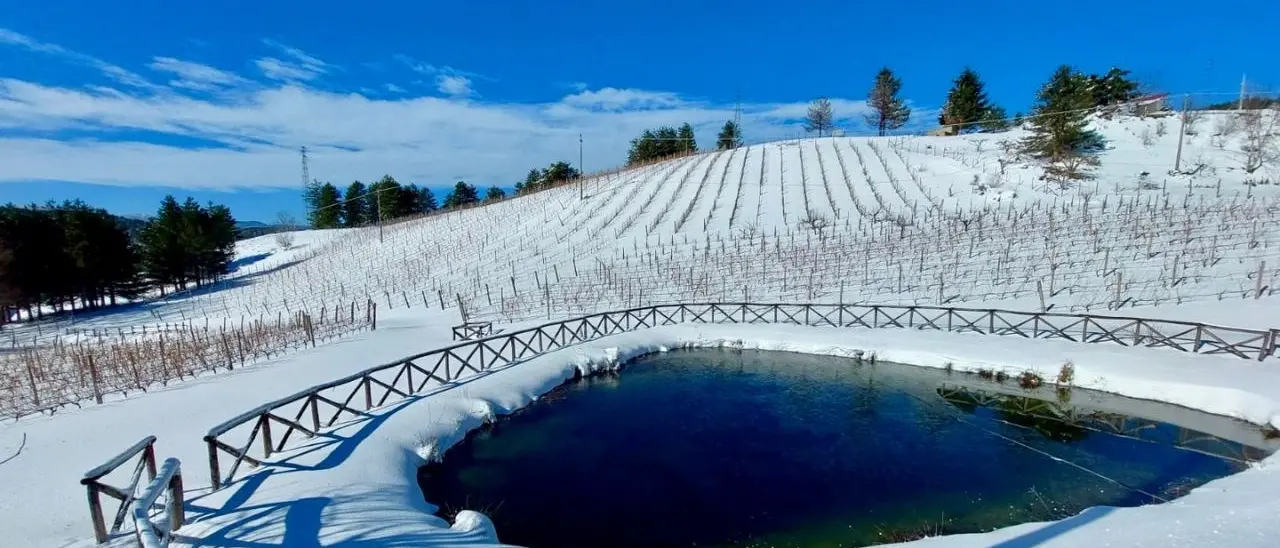 Il vigneto più alto d’Europa è in Calabria: «Ci consideravano matti, ora vedere l’uva circondata dai pini della Sila è un’emozione unica»