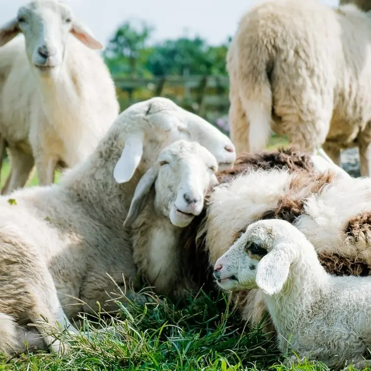Epidemia Lingua blu nel Crotonese, le organizzazioni agricole: «Danni gravissimi per gli allevatori. S’intervenga per bloccare il virus»
