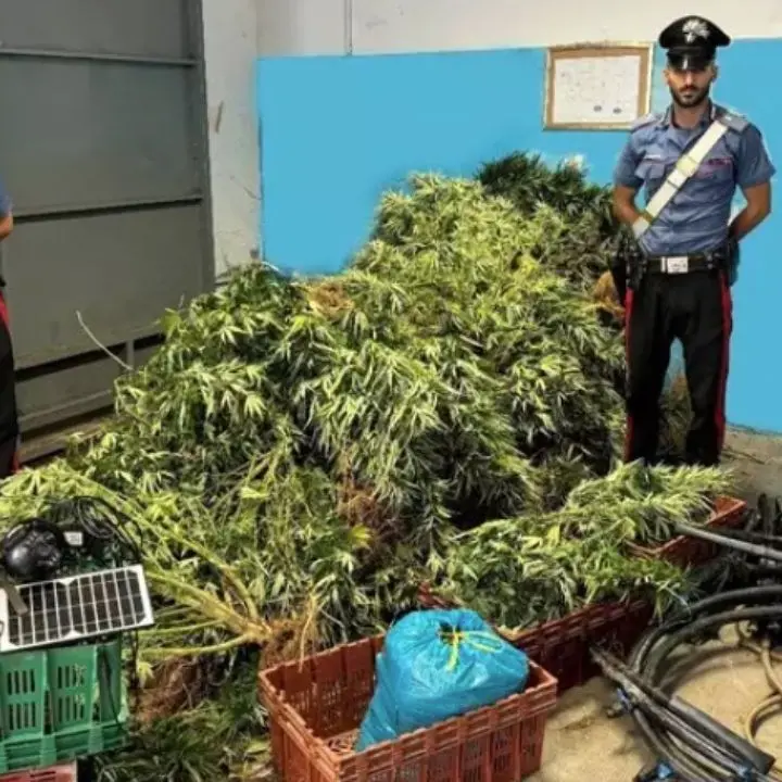 Sequestrata una piantagione di marijuana nel Crotonese, in tre finiscono in manette