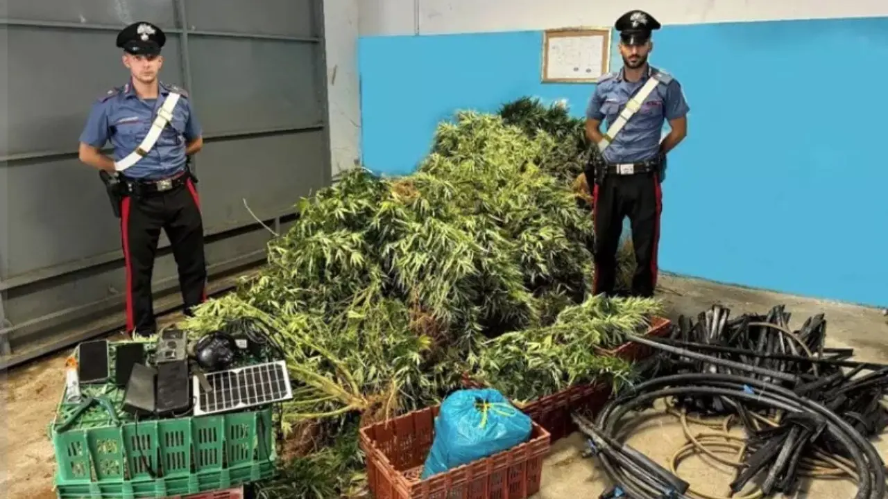 Sequestrata una piantagione di marijuana nel Crotonese, in tre finiscono in manette