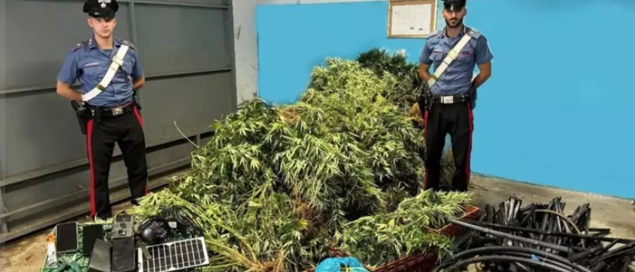 Sequestrata una piantagione di marijuana nel Crotonese, in tre finiscono in manette