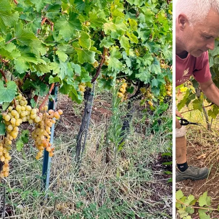 Cantine Artese: un’annata straordinaria per lo Zibibbo tra le suggestive colline di Zambrone