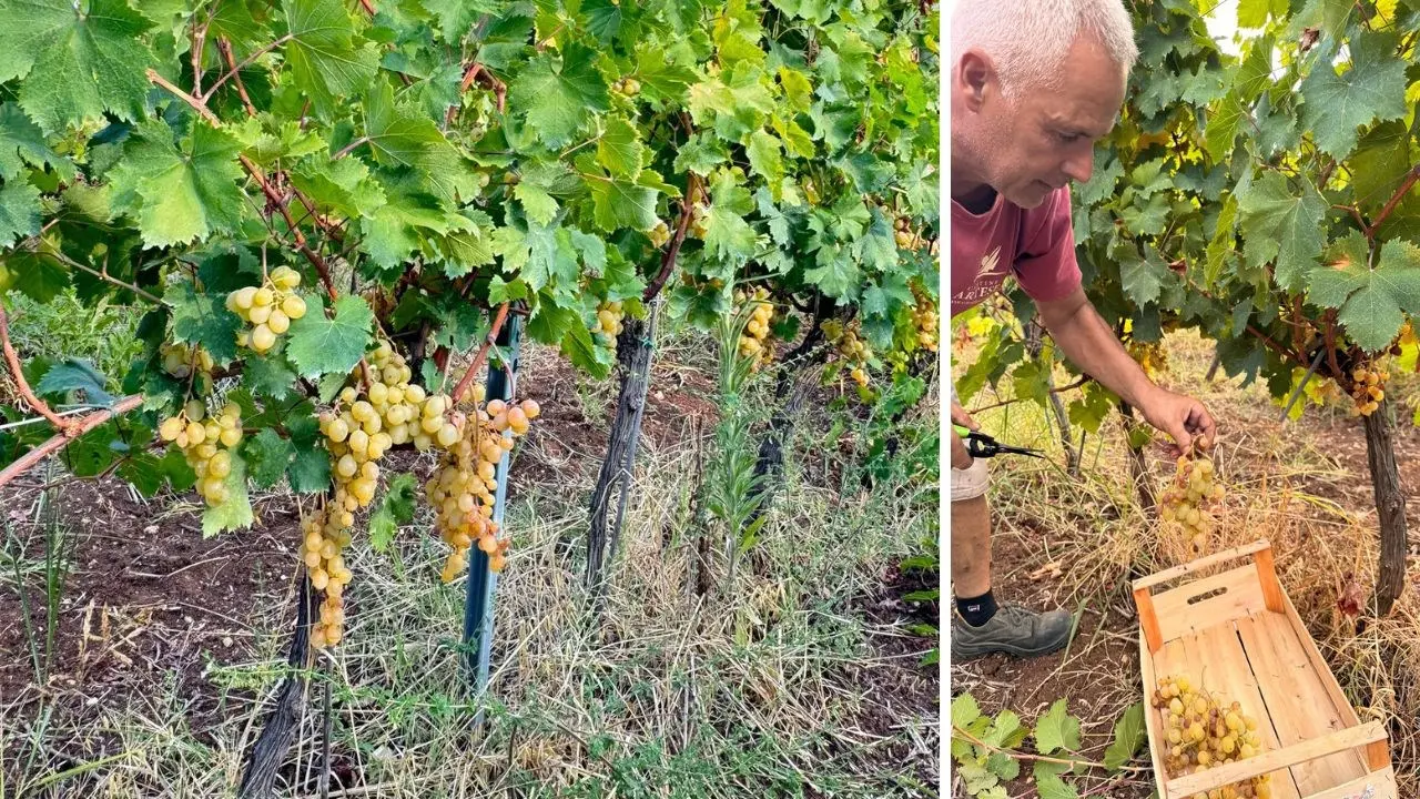 Cantine Artese: un’annata straordinaria per lo Zibibbo tra le suggestive colline di Zambrone