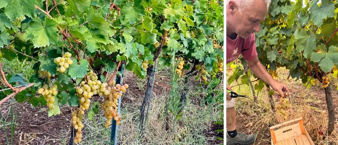 Cantine Artese: un’annata straordinaria per lo Zibibbo tra le suggestive colline di Zambrone