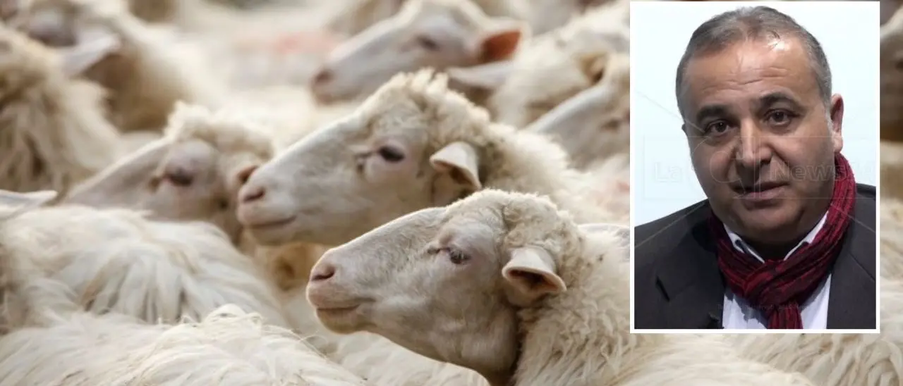 Emergenza Lingua Blu nel Crotonese, Mammoliti (Pd): «La Regione intervenga contro l’epidemia»