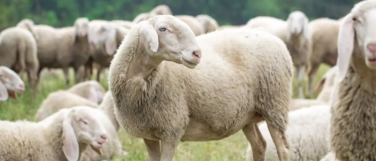Lingua blu, primo focolaio nella Locride: colpito un allevamento di Ferruzzano. Sale la preoccupazione