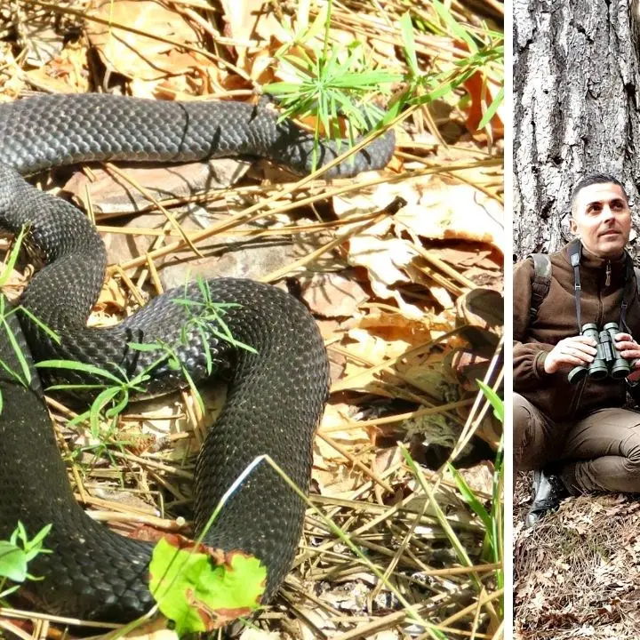 Morso da una vipera nera in Sila, parla l’esperto: «Unico serpente velenoso in Calabria, come riconoscerlo e cosa fare»
