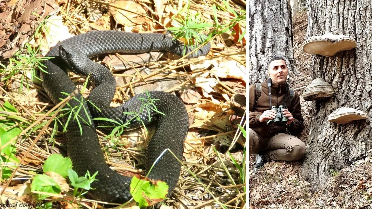 Morso da una vipera nera in Sila, parla l’esperto: «Unico serpente velenoso in Calabria, come riconoscerlo e cosa fare»