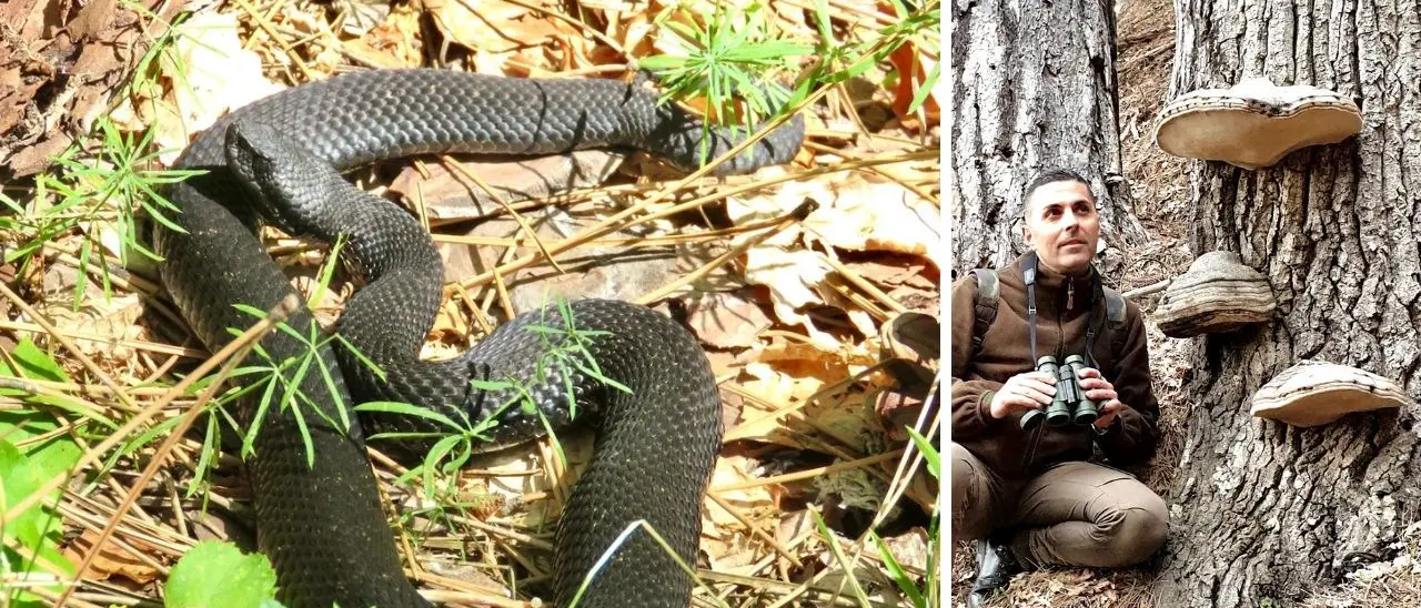 Morso da una vipera nera in Sila, parla l’esperto: «Unico serpente velenoso in Calabria, come riconoscerlo e cosa fare»