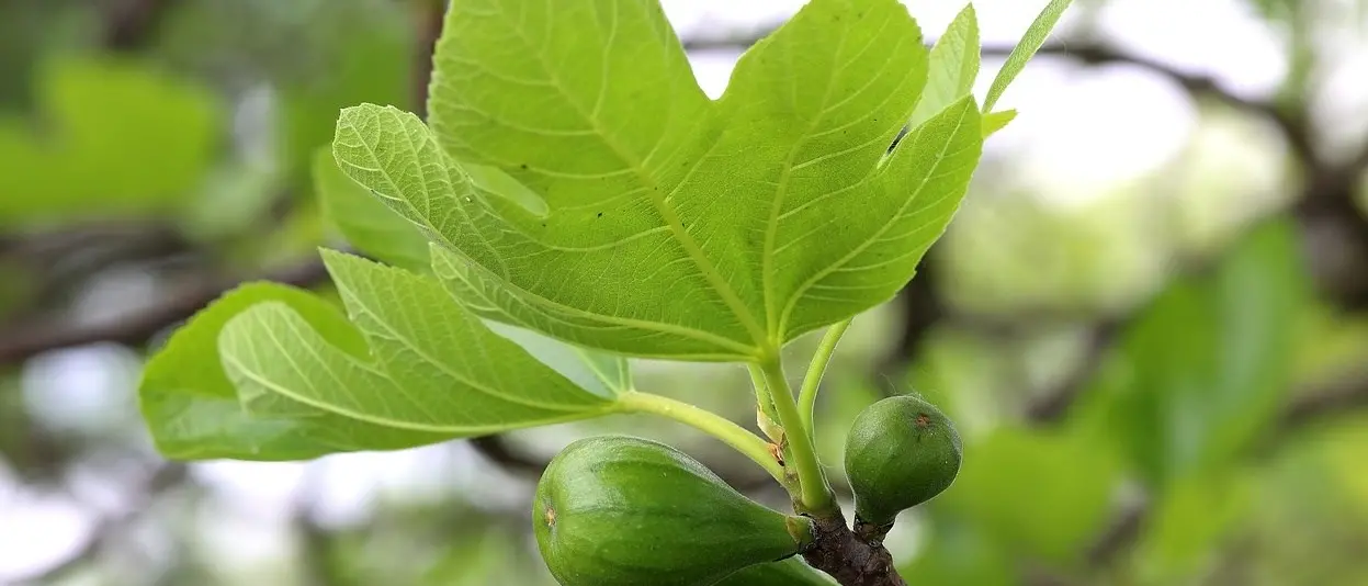 Show cooking, degustazioni e approfondimenti: a Cosenza tutto pronto per il Fichi festival