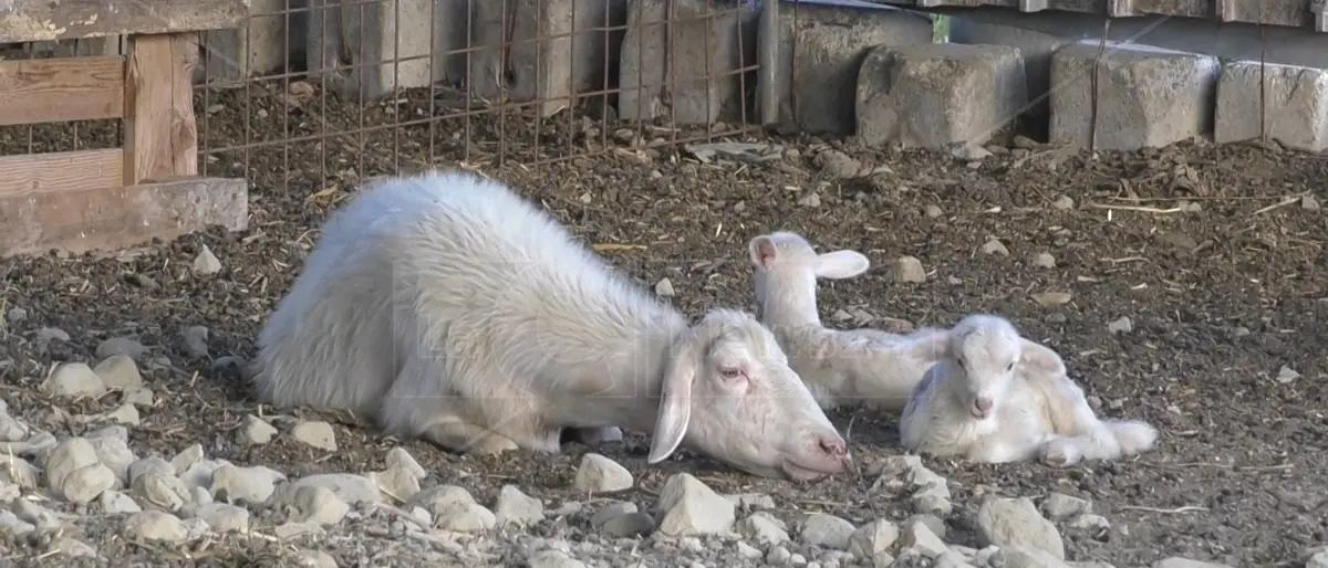 Epidemia lingua blu nel Crotonese, allevatori in allarme dopo il rinvio dell’incontro con Gallo: «Non possiamo permetterci ritardi»