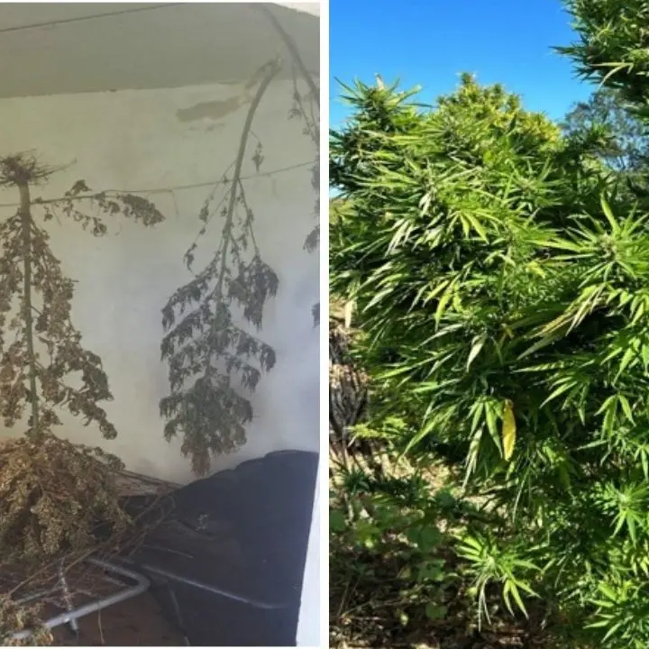 Munizioni e una piantagione di marijuana scoperte nelle campagne di Isola Capo Rizzuto