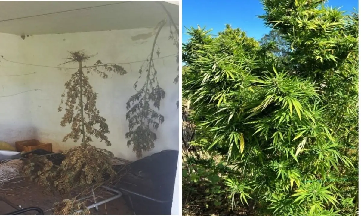 Munizioni e una piantagione di marijuana scoperte nelle campagne di Isola Capo Rizzuto