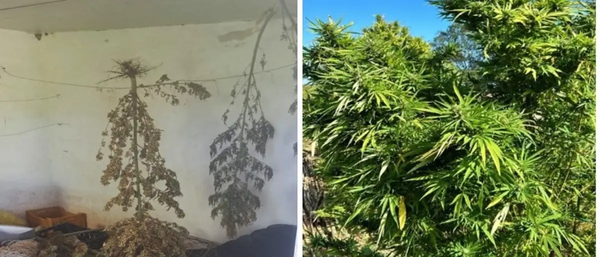 Munizioni e una piantagione di marijuana scoperte nelle campagne di Isola Capo Rizzuto