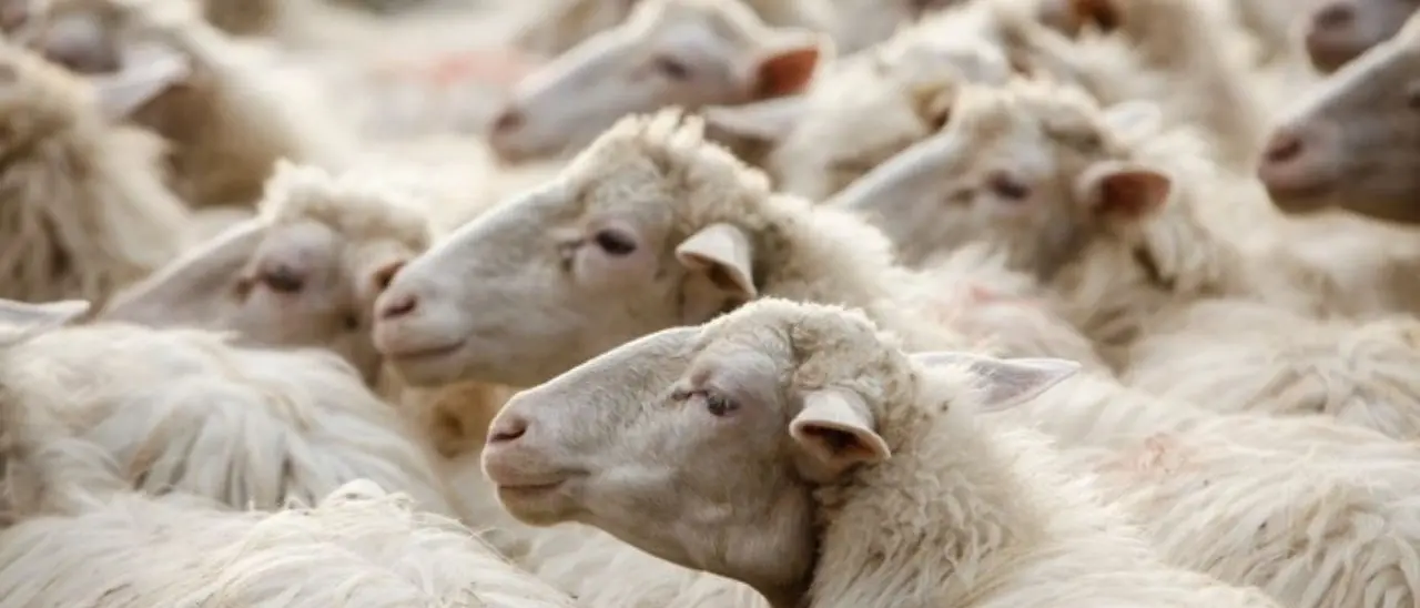Emergenza Lingua blu, la Regione a sostegno degli allevatori: vaccini e indennizzo per i capi perduti