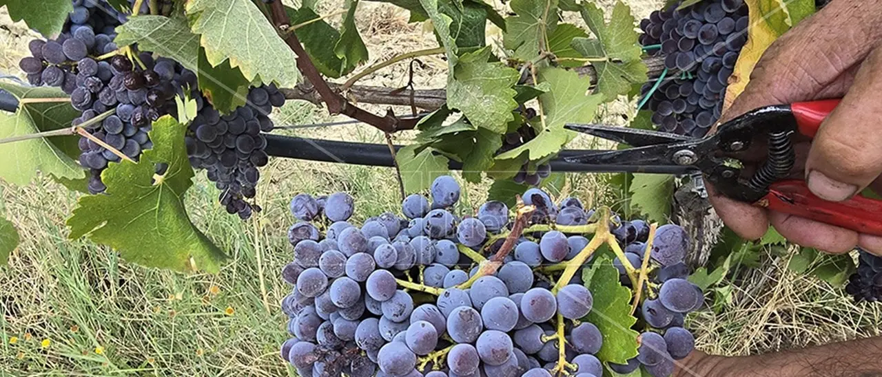 Melissa e la sua grande tradizione vitivinicola: la vendemmia tra i vigneti di Cantine Bruni a Grand Terroir