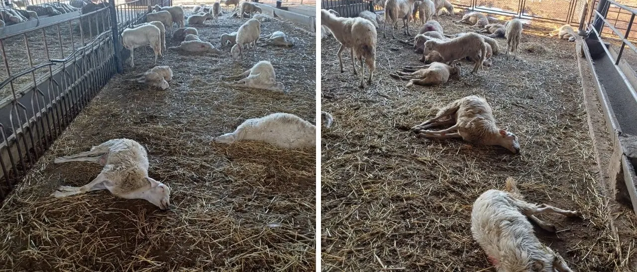 Lingua blu, la Regione acquista 500mila dosi per avviare la campagna di vaccinazione delle greggi