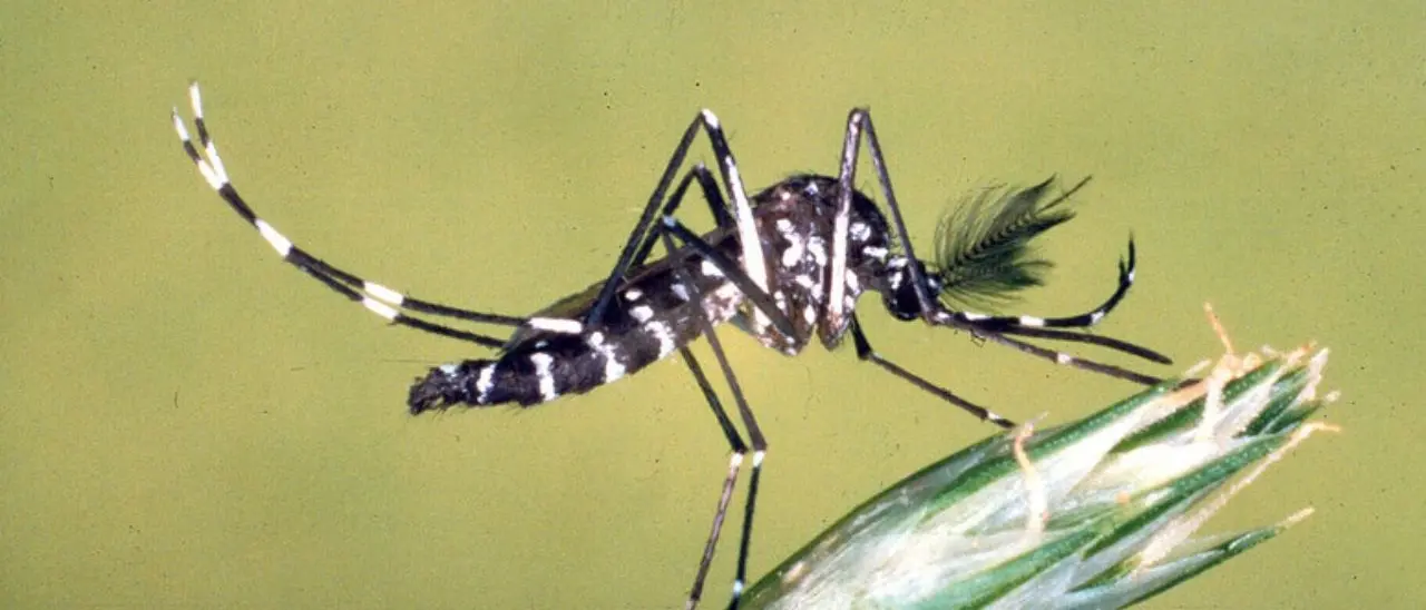 Casi di febbre del Nilo nel Cosentino, il sindaco Caruso ordina una disinfestazione sul territorio comunale