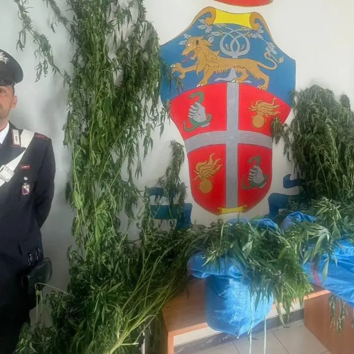 Beccati mentre raccolgono marijuana: tre persone finiscono ai domiciliari nel Cosentino