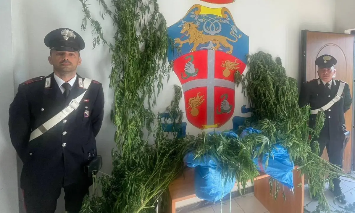 Beccati mentre raccolgono marijuana: tre persone finiscono ai domiciliari nel Cosentino