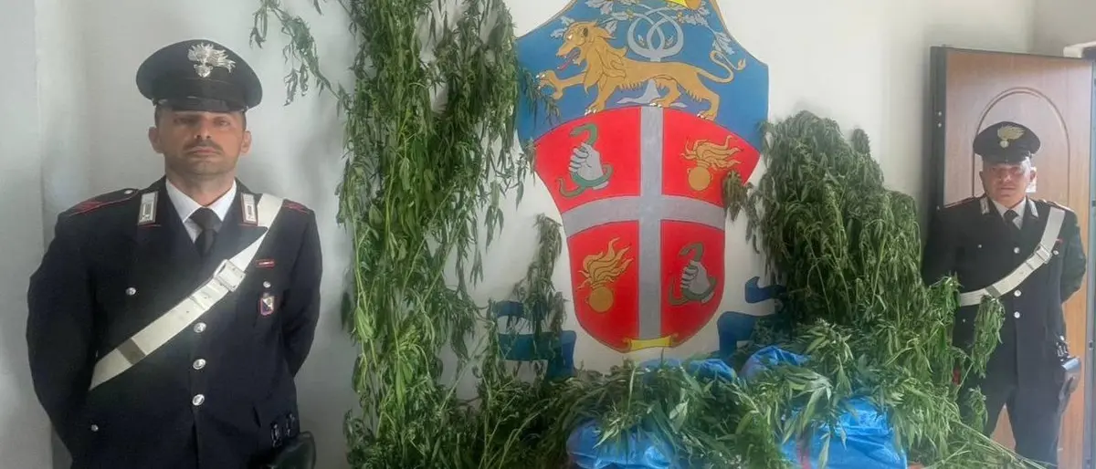 Beccati mentre raccolgono marijuana: tre persone finiscono ai domiciliari nel Cosentino