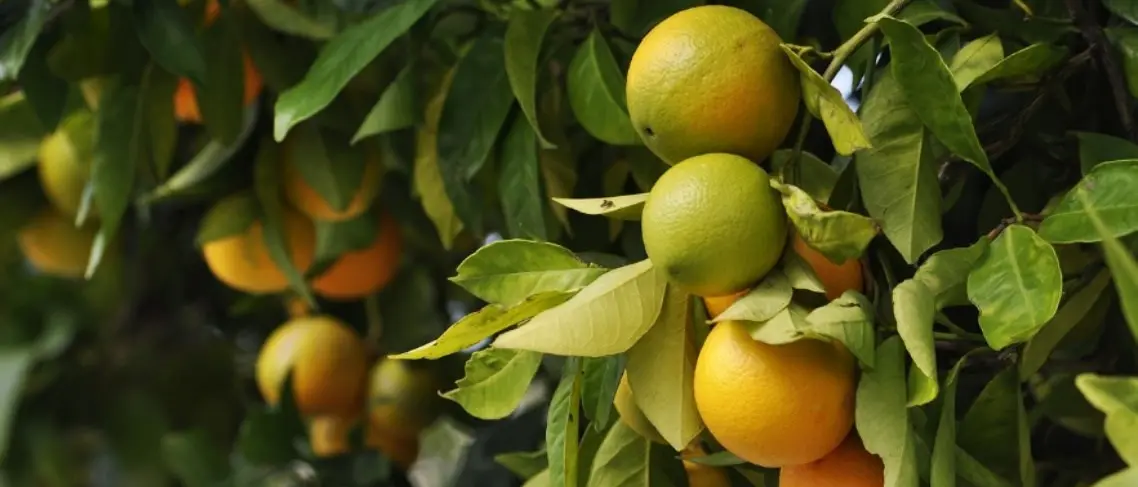 Corigliano-Rossano, divelte e rubate piante di agrumi dell’azienda del presidente Coldiretti Cosenza: «Questa Calabria non mi appartiene»