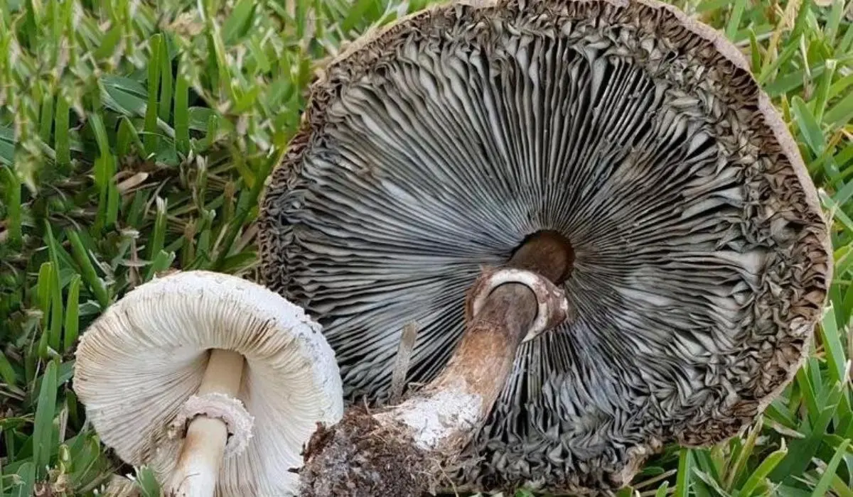 Un nuovo fungo tossico si sta diffondendo in Calabria, è simile alla mazza di tamburo ed è invasivo