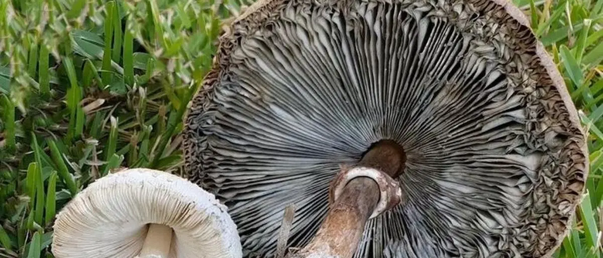 Un nuovo fungo tossico si sta diffondendo in Calabria, è simile alla mazza di tamburo ed è invasivo