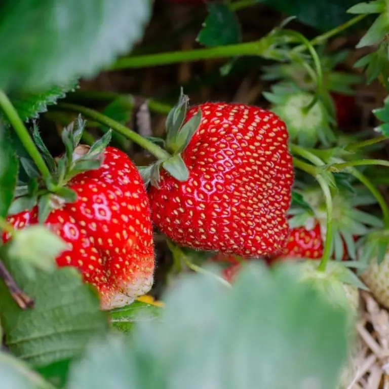 A San Giovanni in Fiore al via la Sagra della fragola e dei frutti rossi della Sila. Il sindaco Succurro: «Prodotti d’eccellenza»