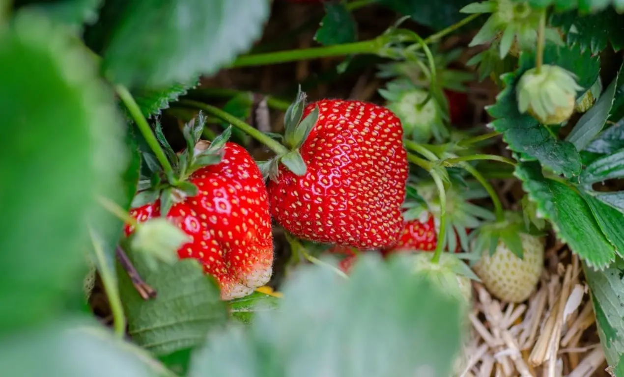 A San Giovanni in Fiore al via la Sagra della fragola e dei frutti rossi della Sila. Il sindaco Succurro: «Prodotti d’eccellenza»