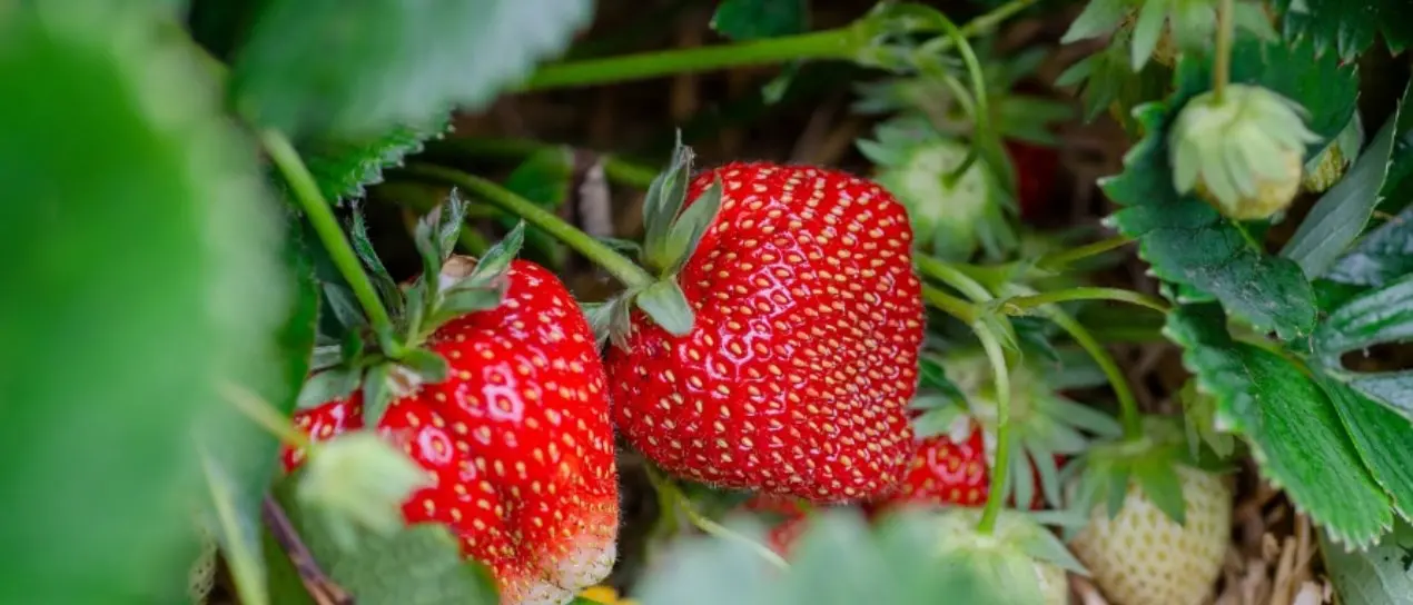 A San Giovanni in Fiore al via la Sagra della fragola e dei frutti rossi della Sila. Il sindaco Succurro: «Prodotti d’eccellenza»