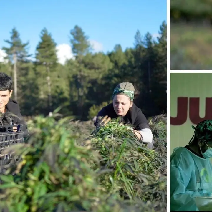 La stretta che vieta la cannabis light rischia di soffocare anche giovani aziende in Calabria: «Una sconfitta per il settore agricolo»