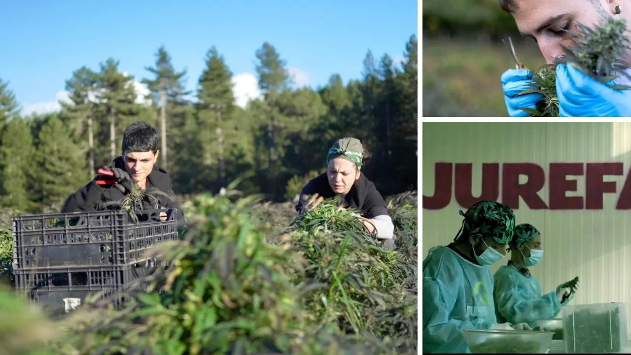 La stretta che vieta la cannabis light rischia di soffocare anche giovani aziende in Calabria: «Una sconfitta per il settore agricolo»