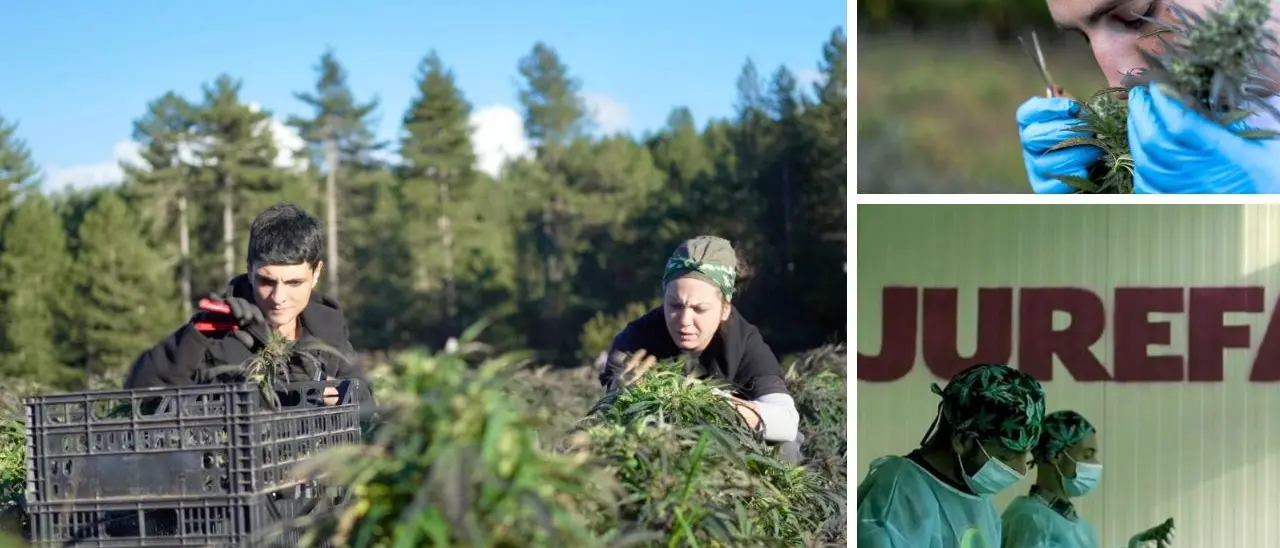 La stretta che vieta la cannabis light rischia di soffocare anche giovani aziende in Calabria: «Una sconfitta per il settore agricolo»