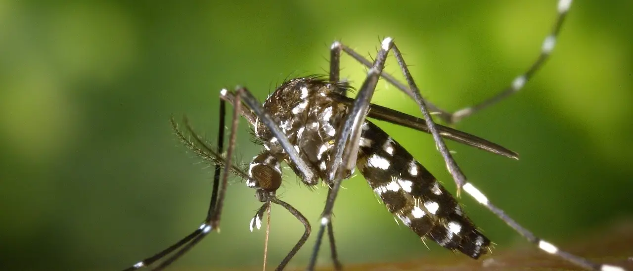 Negli Stati Uniti cresce l’allerta encefalite equina orientale dopo il primo morto a causa del virus