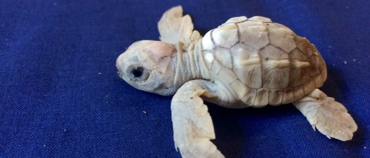 Nascita speciale sulle spiagge calabresi: dopo sei anni ecco una tartaruga bianca