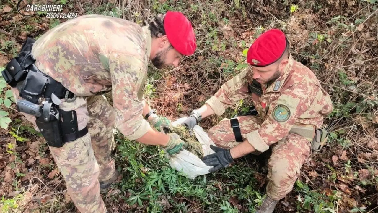 Scoperte due piantagioni di canapa nel cuore dell’Aspromonte: arrestata una coppia