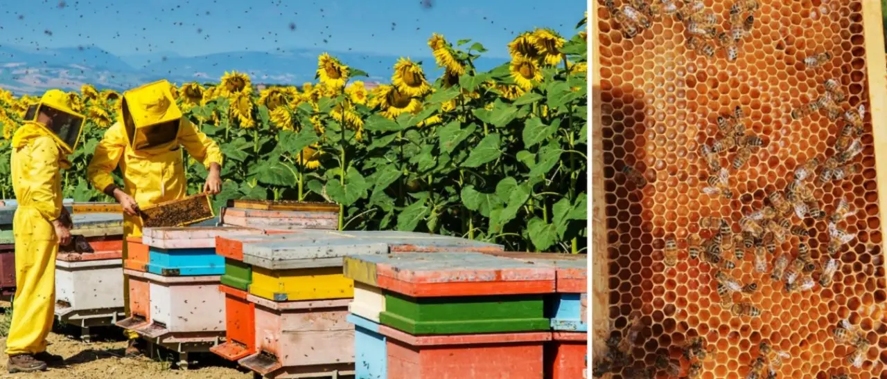 Non solo Lingua Blu, ora anche l’apicoltura è a rischio nel Crotonese a causa di un parassita: «Settore in ginocchio, l’Asp si attivi»