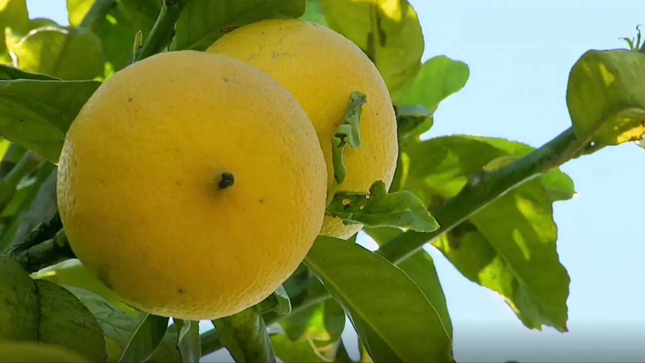 Crisi del bergamotto, l’allarme dei produttori: «Il 40% della produzione invenduta sugli alberi, Occhiuto intervenga»