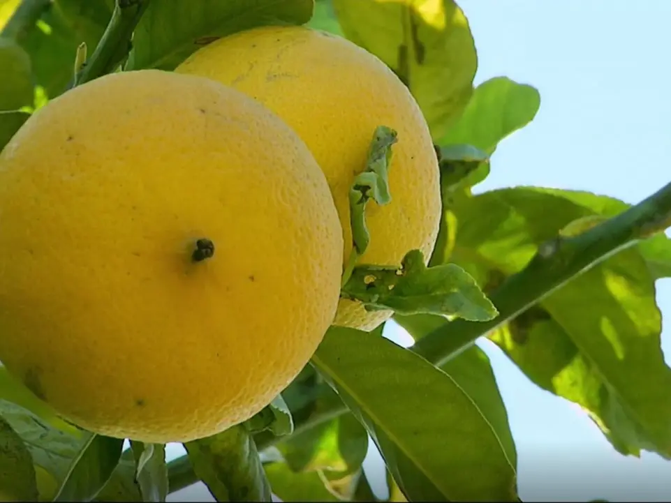 Crisi del bergamotto, l’allarme dei produttori: «Il 40% della produzione invenduta sugli alberi, Occhiuto intervenga»