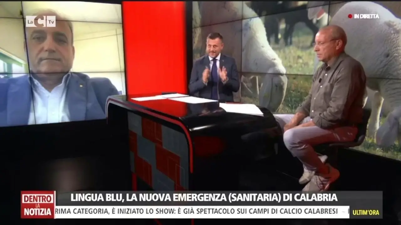 «Allevatori in ginocchio, proclamare subito lo stato di emergenza»: l’appello per fermare l’epidemia di Lingua Blu